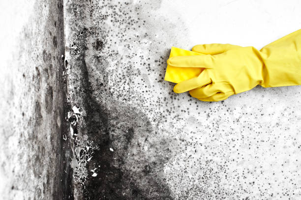 Professional Mold Remediation in Wendell, ID