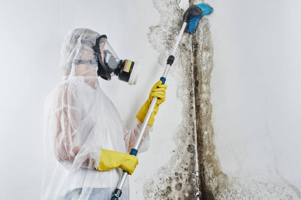 Best Crawl Space Mold Remediation in Wendell, ID
