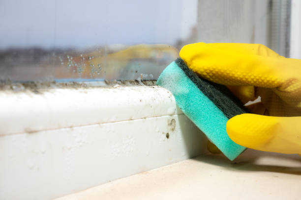 Best Mold Testing and Inspection Services in Wendell, ID