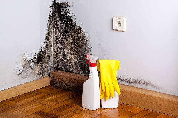 Best Residential Mold Remediation in Wendell, ID