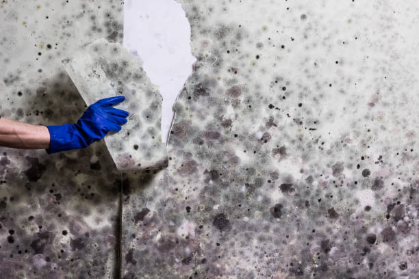Best Post-Flood Mold Remediation in Wendell, ID