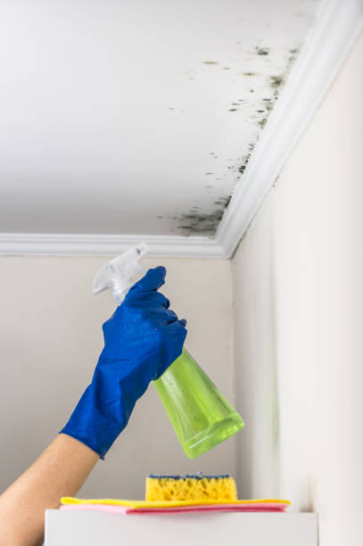 Best White Mold Remediation in Wendell, ID