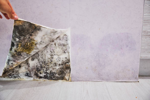 Best DIY Mold Remediation Support Services in Wendell, ID